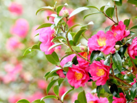 山茶花の花